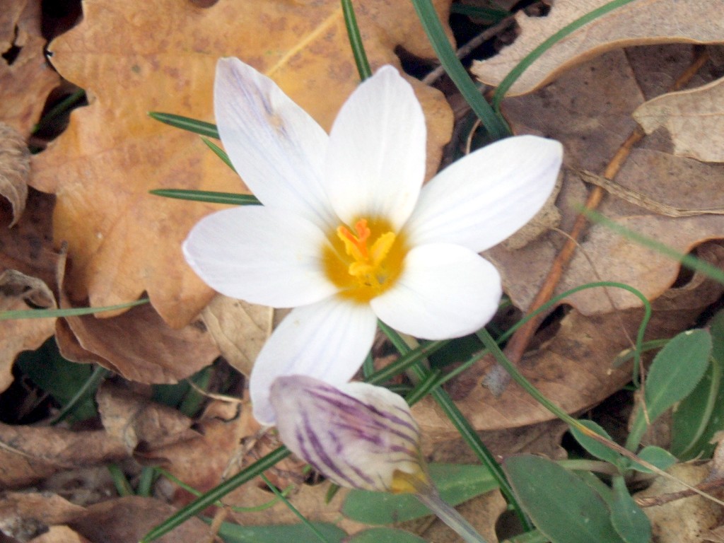 Gennaio sul Gargano - Anemone hortensis, Crocus biflorus